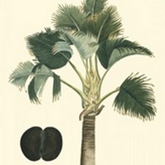 Exotic Palms III