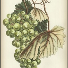 Green Grapes I