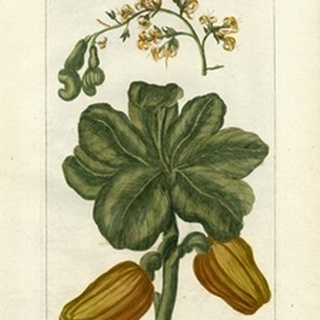 Botanical by Buchoz III