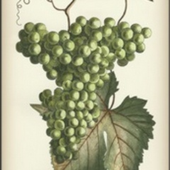 Green Grapes II