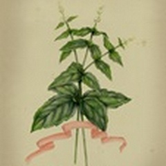 Herb Series IV