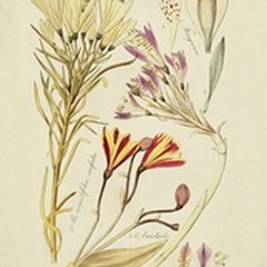 Antique Botanical Sketch V