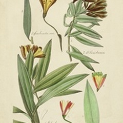 Antique Botanical Sketch III