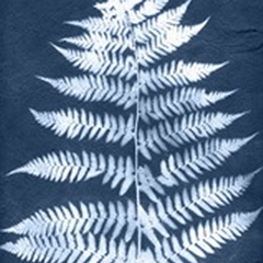 Cyanotype Fern Leaf III