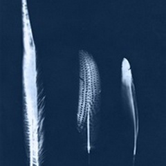 Cyanotype Feather Trio III