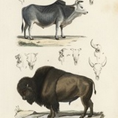 Antique Cow and Bison Study