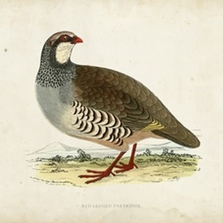 Morris Pheasants II