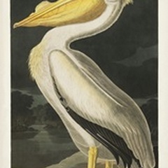 Pl 311 American White Pelican