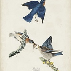 Pl 113 Blue Bird