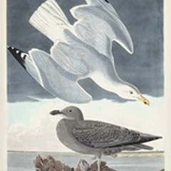 Pl 291 Herring Gull