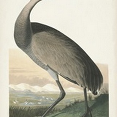Pl 261 Hooping Crane