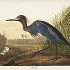 Pl 307 Blue Crane or Heron