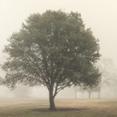 Trees in the Fog I