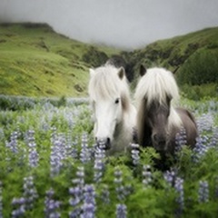 Icelandic Horses III