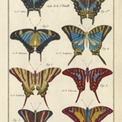 Histoire Naturelle Butterflies VI