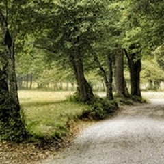 Path in the Country
