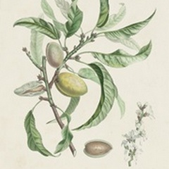Antique Almond Botanical IV