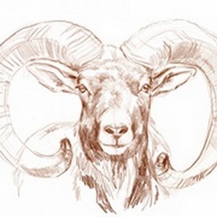 Big Horn Sheep I