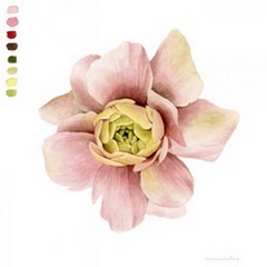 Watercolor Ranunculus Study I
