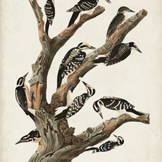 Pl. 417 Marias Woodpecker