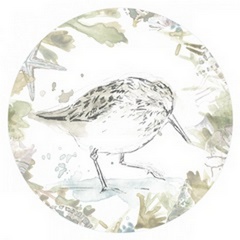 Seaside Sandpipers Collection C