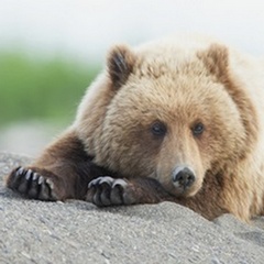 Bear Life IV