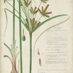 Descubes Botanical Grass I