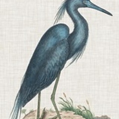 Catesby Heron II