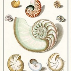 Collected Shells II