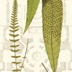Garden Ferns III