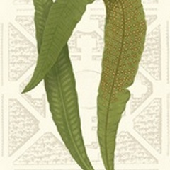 Garden Ferns IV
