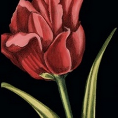 Vibrant Tulips IV