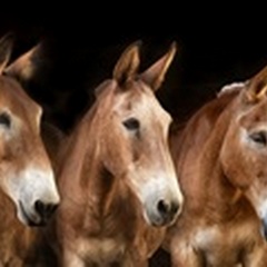 Collection of Horses IV