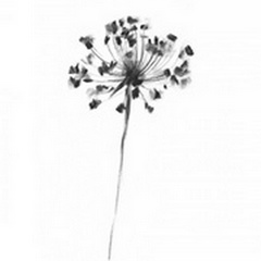 Queen Anne's Lace in Charcoal II