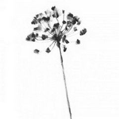 Queen Anne's Lace in Charcoal I