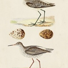 Sandpipers and Eggs II