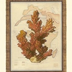 Exotic Map with Coral III