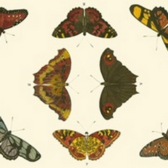 Cramer Butterfly Study IV