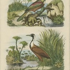 Exotic Birds III