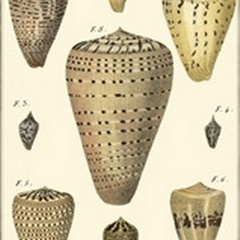 Cone Shells, Pl. 333