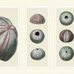 Sea Urchins on 3 Panels