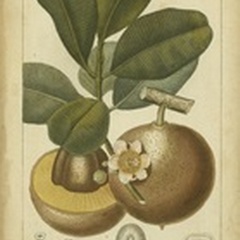 Exotic Botanica II