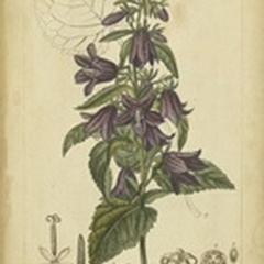 Floral Botanica IV