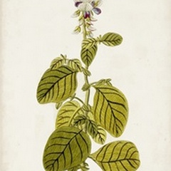Antique Botanical Study VII
