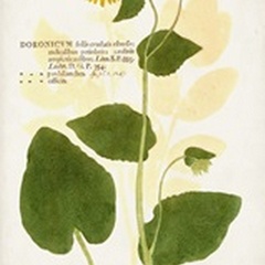 Nature Printed Botanicals I