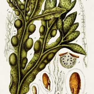 Seaweed Illustration IV