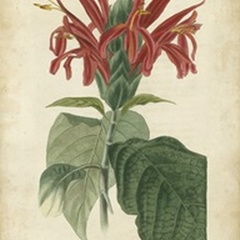Tropical Floral V