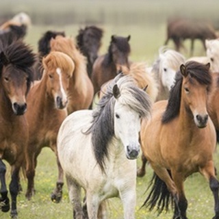 Grassland Horses III