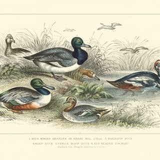 Duck Varieties