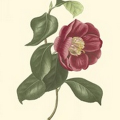 Camellia Blooms II